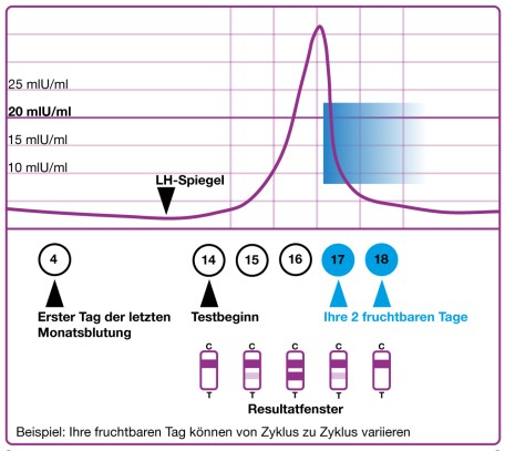 LH Kurfe, Zyklus, Testbeginn und Eisprung
