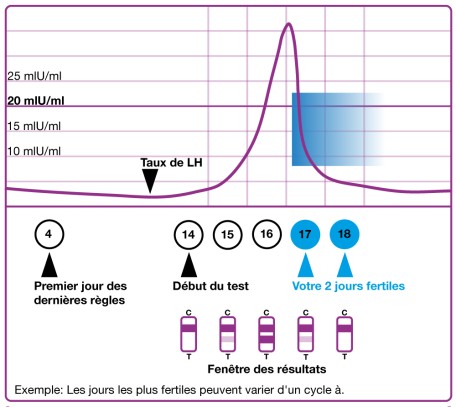Curie LH, cycle, début du test et ovulation