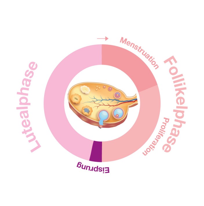 Der Eisprung (Ovulation) im weiblichen Zyklus  Inopharm GmbH