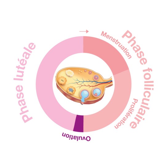 L'ovulation dans le cycle féminin