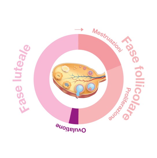 L'ovulazione nel ciclo femminile