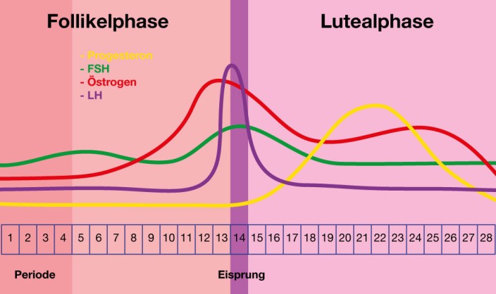 Der Eisprung (Ovulation) im weiblichen Zyklus  Inopharm GmbH