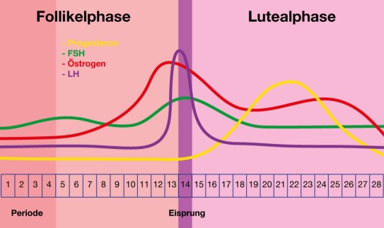 Verlauf der Hormone im Zyklus