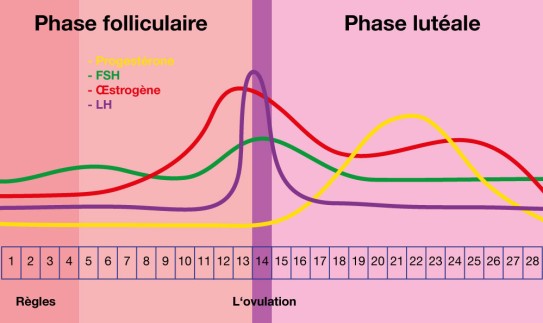 Évolution des hormones au cours du cycle