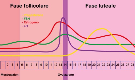 Il corso degli ormoni nel ciclo