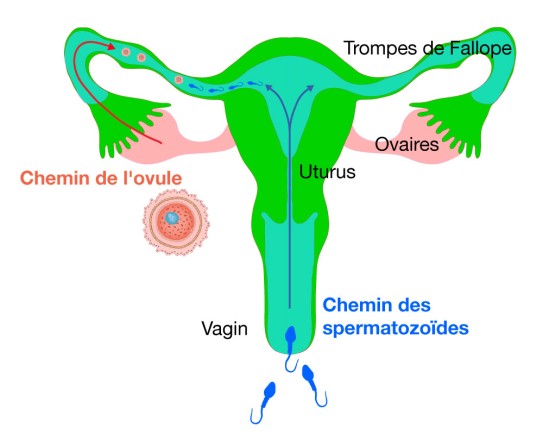 Comment survient une grossesse ?
