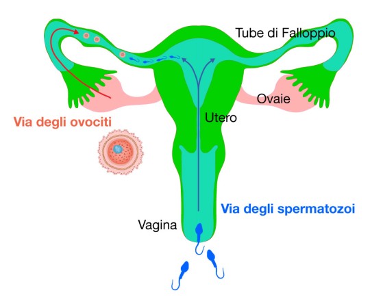 Come si verifica una gravidanza