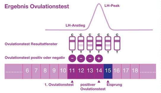 Ovulationstest Ergebnis