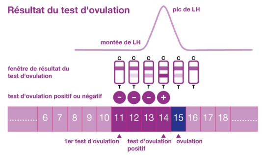 Résultat du test d'ovulation