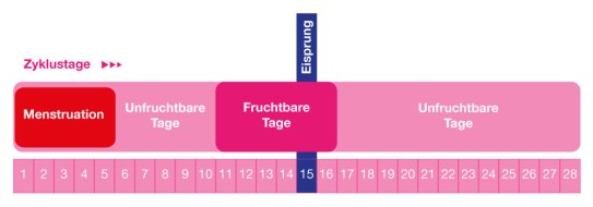 Fruchtbare Tag im Zyklus