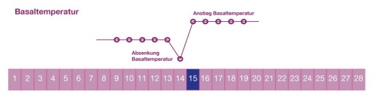 Bestimmung der fruchtbaren Tage mit dem Basalthermometer