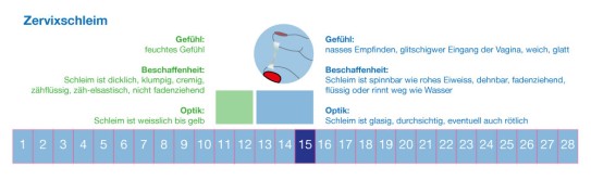 Zervixschleim zur Bestimmung der fruchtbaren Tage
