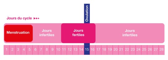 Jours fertiles du cycle