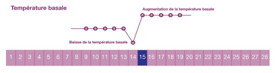 Thermomètre basal pour déterminer les jours fertiles