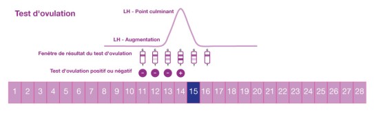 Test d'ovulation pour déterminer les jours fertiles