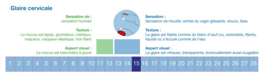 Glaire cervicale pour déterminer les jours fertiles