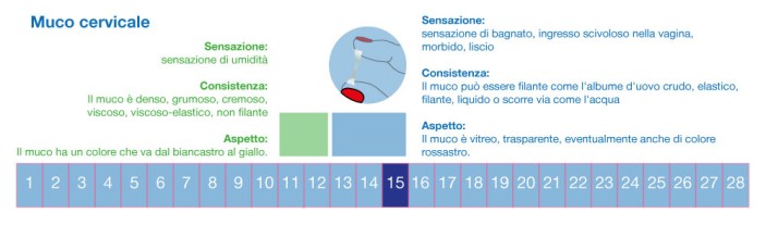 muco cervicale liquido e trasparente Test di ovulazione in disaccordo con muco cervicale