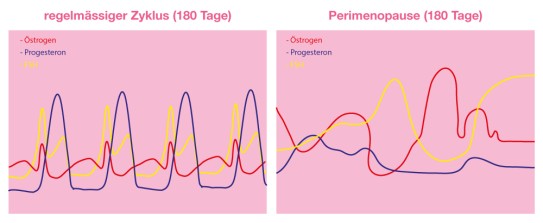 regelmässiger Zyklus und Perimenopause