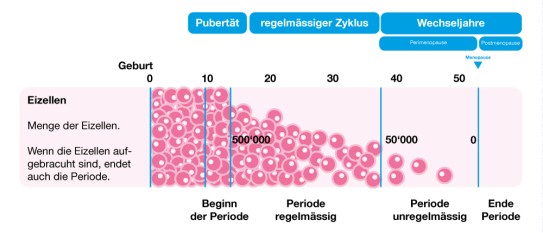 Ablauf Wechseljahre