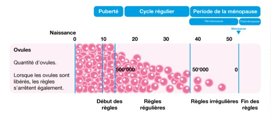 Déroulement de la ménopause