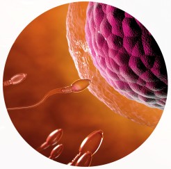 Fécondation de l'ovule