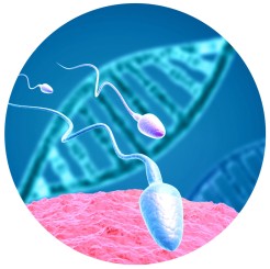 Fertilité masculine